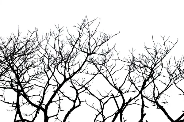 Silhouettes d'arbres Images De Stock Libres De Droits