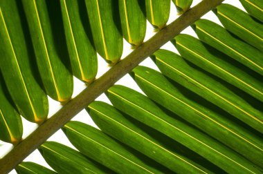 Hindistan cevizi yaprakları