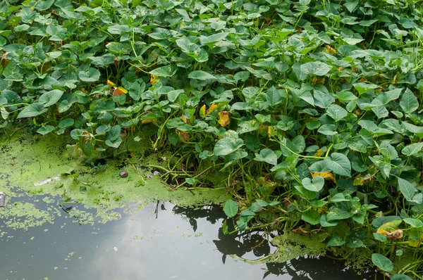 Convolvente d'acqua — Foto Stock