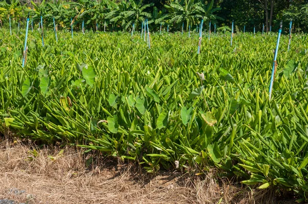 Fingerroot farm — Stock Photo, Image