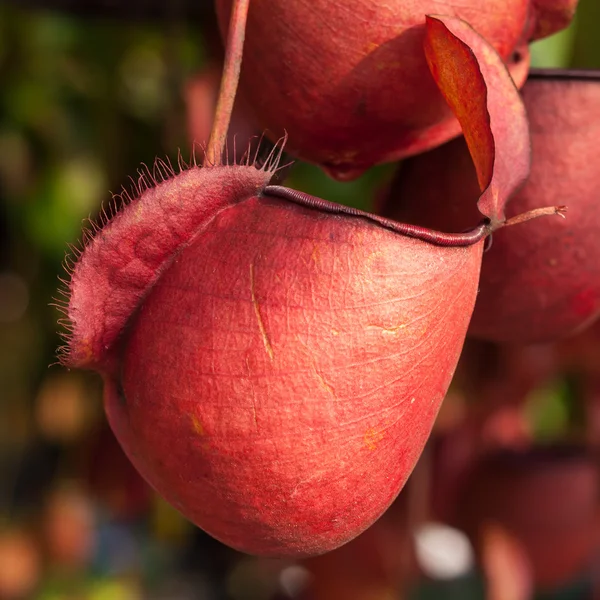 Nepenthes — Foto de Stock