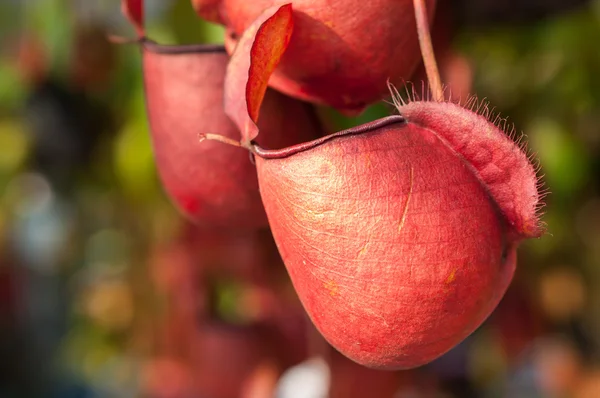 Nepenthes — Stock Photo, Image