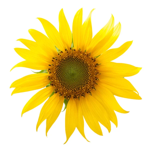 Girasol — Foto de Stock