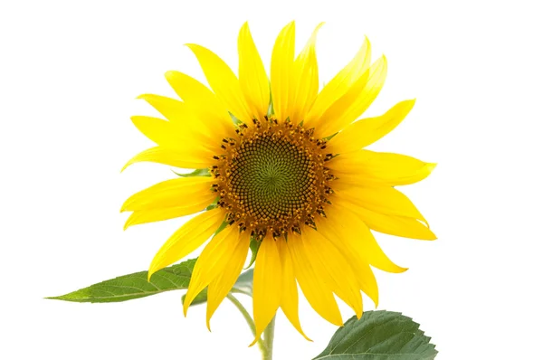 Sunflower — Stock Photo, Image