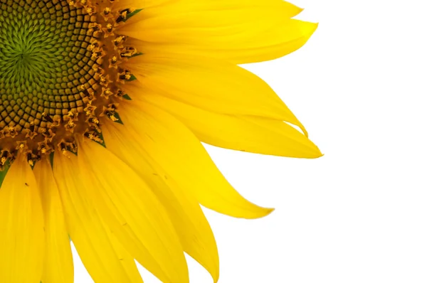 Sunflower — Stock Photo, Image