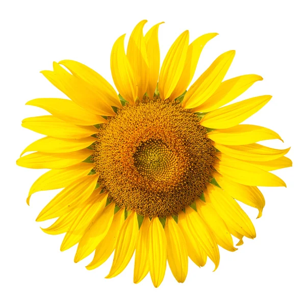 Girasol — Foto de Stock