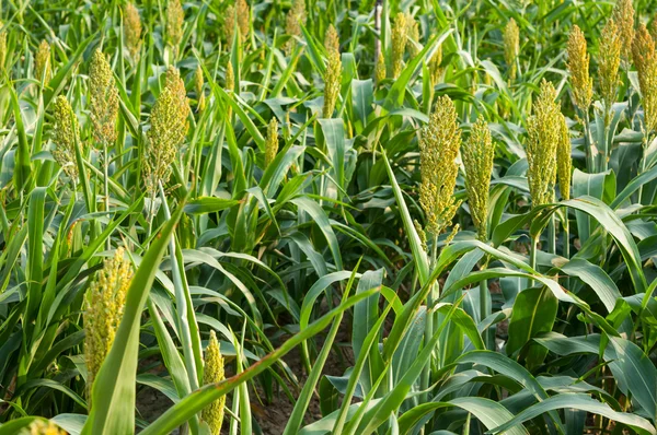 Campos de milho — Fotografia de Stock