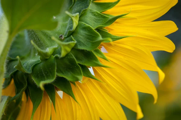 Sunflower — Stock Photo, Image