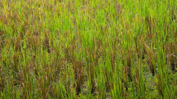Pirinç tarlaları — Stok fotoğraf