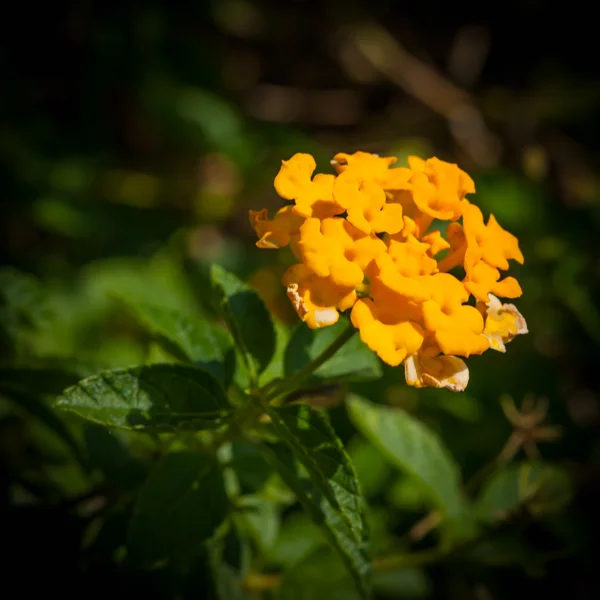 Flor de Lantana — Fotografia de Stock