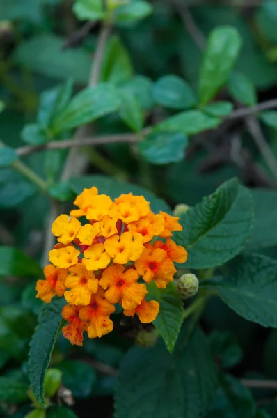 Flor de Lantana — Fotografia de Stock