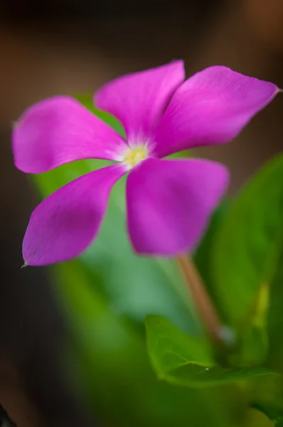 ウォーカーレスの花 — ストック写真