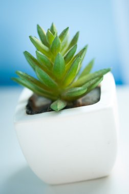 Mini çiçekler