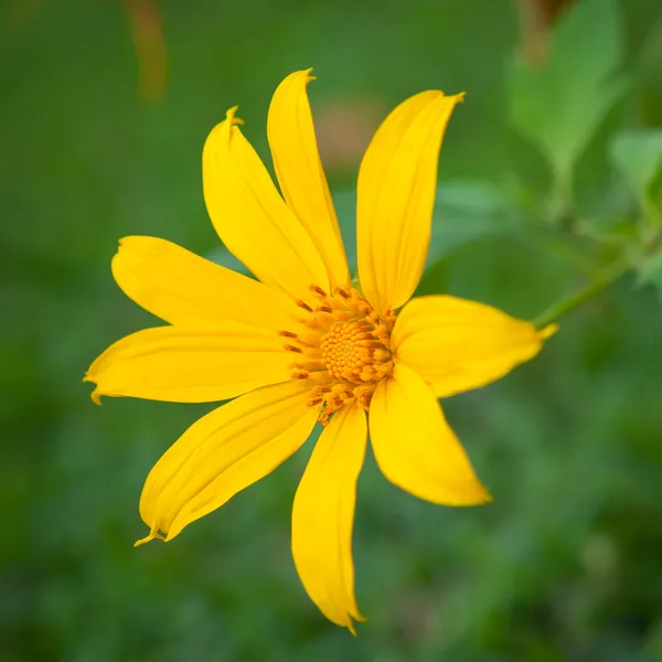 Dahlberg 雏菊 — 图库照片