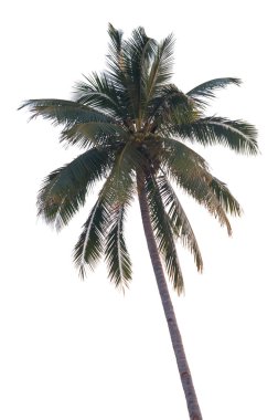 Hindistan cevizi palmiyeleri