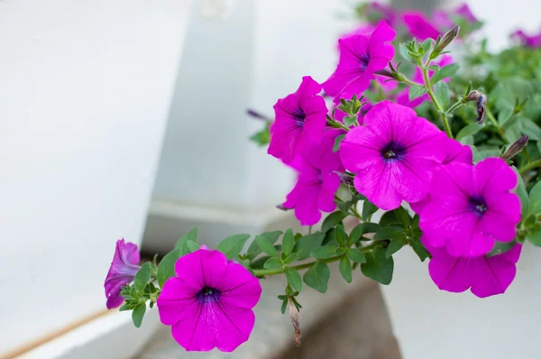 Petunia ozdobna — Zdjęcie stockowe