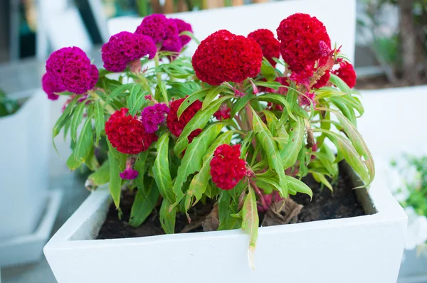 Flores de Cockscomb — Fotografia de Stock