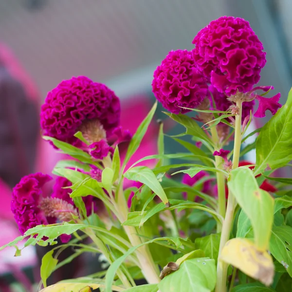 Flores de peine de gallo —  Fotos de Stock