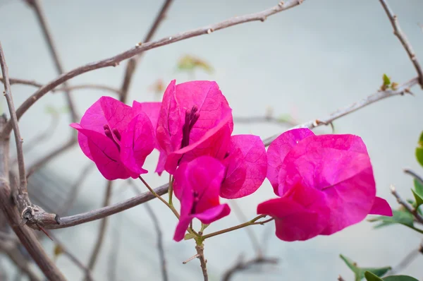 Bougainvilliers — Photo