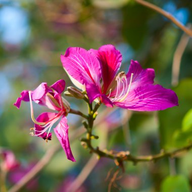 mor bauhinia