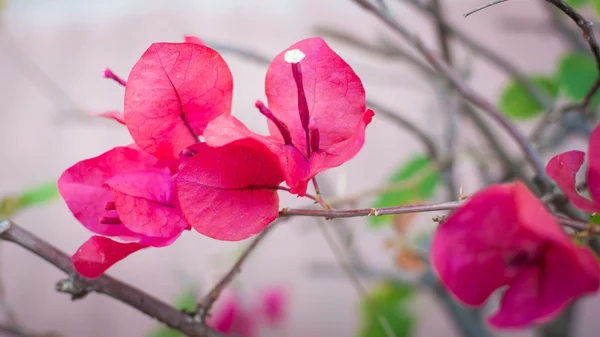 Bougainvillea — Stockfoto