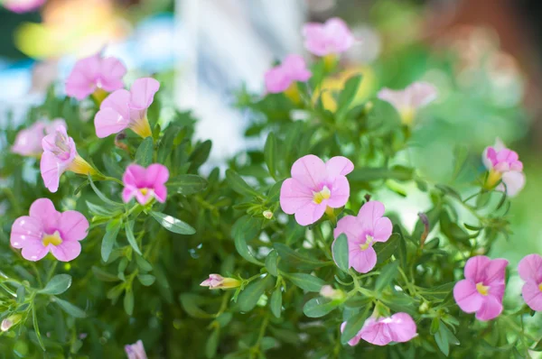 Petunia ozdobna — Zdjęcie stockowe