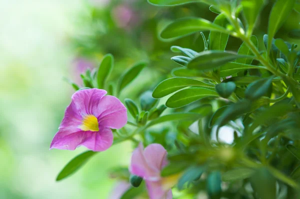 Petunia ozdobna — Zdjęcie stockowe