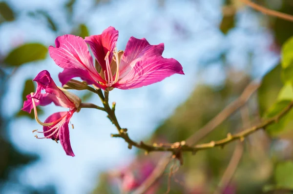 Bauhinia roxa — Fotografia de Stock