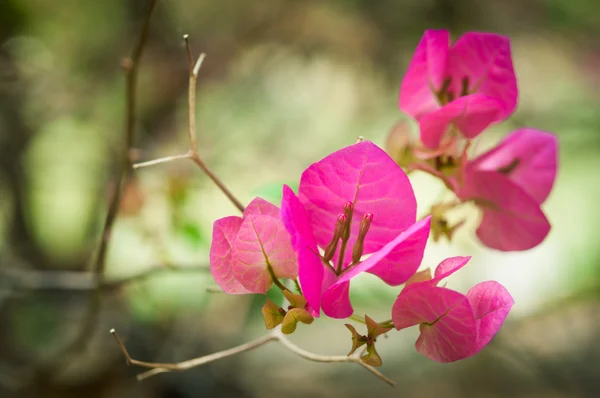 Bugainvillea —  Fotos de Stock