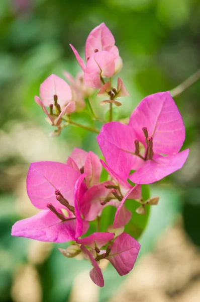 Bougainvilliers — Photo