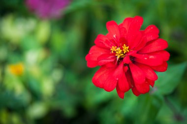Zinnia çiçeği