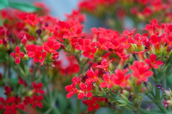 Peregrina Flower — Stock Photo, Image