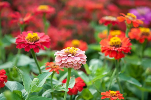 Flor de Zinnia —  Fotos de Stock