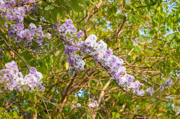 卡南迦花 — 图库照片