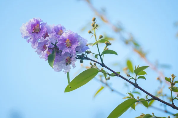 Cananga flower — Stock Photo, Image