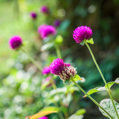 Bekarlığa veda düğmesi