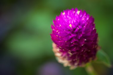 Bekarlığa veda düğmesi