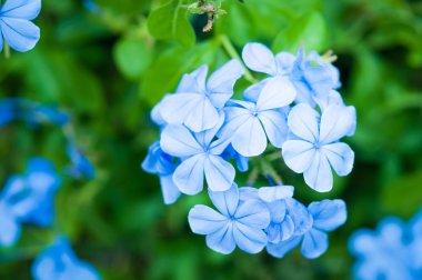 Plumbago kapsülü