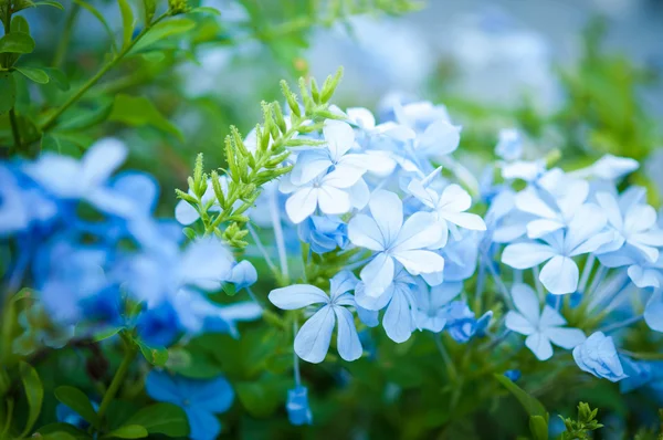 Plumbago Capensis — Stockfoto