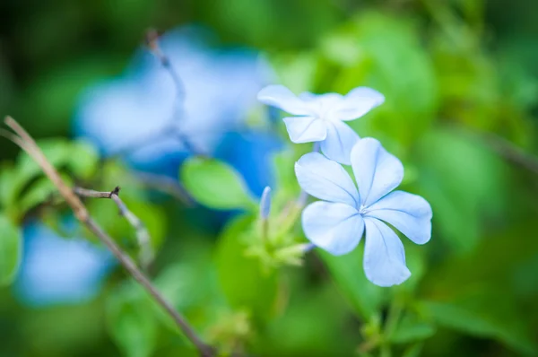 Plumbago Capensis — Stockfoto