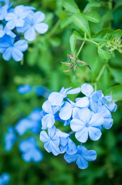 Plumbago Capensis — Stockfoto