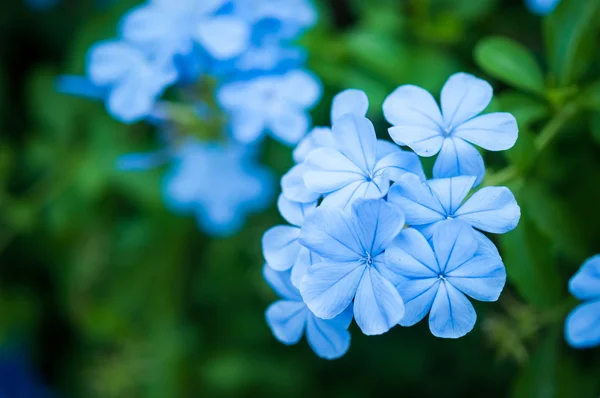 Plumbago Capensis — Stockfoto