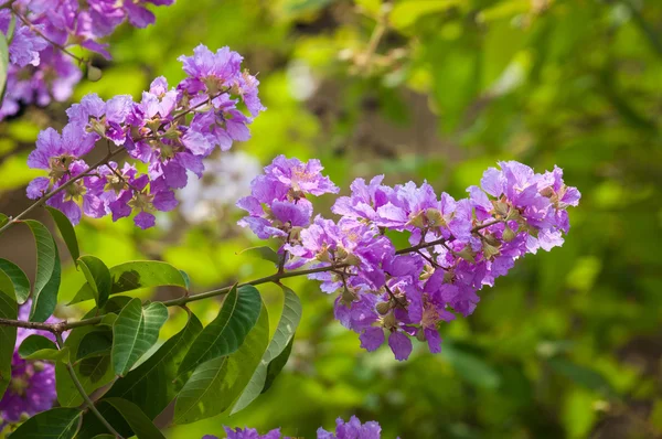 Flor de cananga —  Fotos de Stock