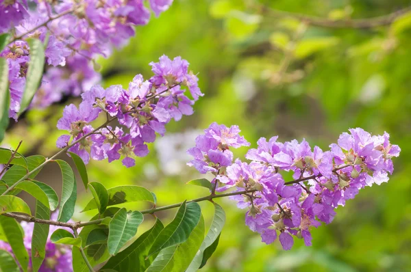 Flor de cananga — Foto de Stock