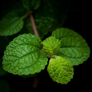 Karanlıkta yapraklar