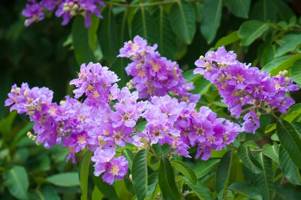 Flor de cananga —  Fotos de Stock