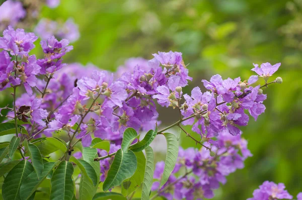 Flor de cananga —  Fotos de Stock