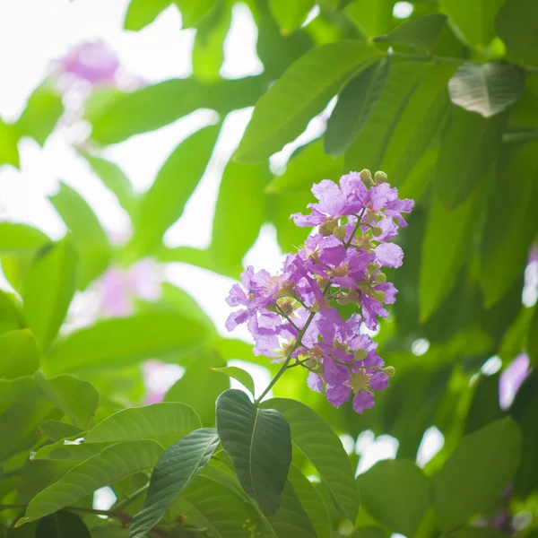 Cananga flower — Stock Photo, Image