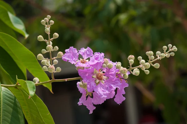 Flor de cananga — Fotografia de Stock