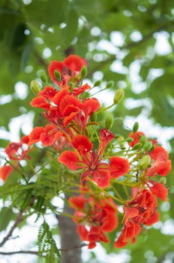 Royal Poinciana